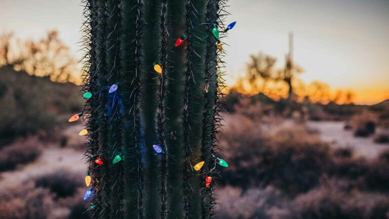 Tips For Decorating With Christmas Cacti